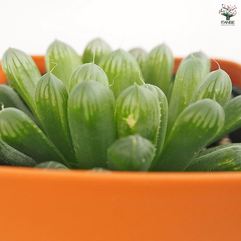 ハオルチア 品種不明B 【多肉植物 3.5号】｜ 【植物のITANSE