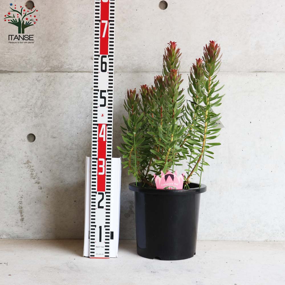 ミメティス・クラッカージャックレッド【庭木 8号鉢大苗／1個売り】