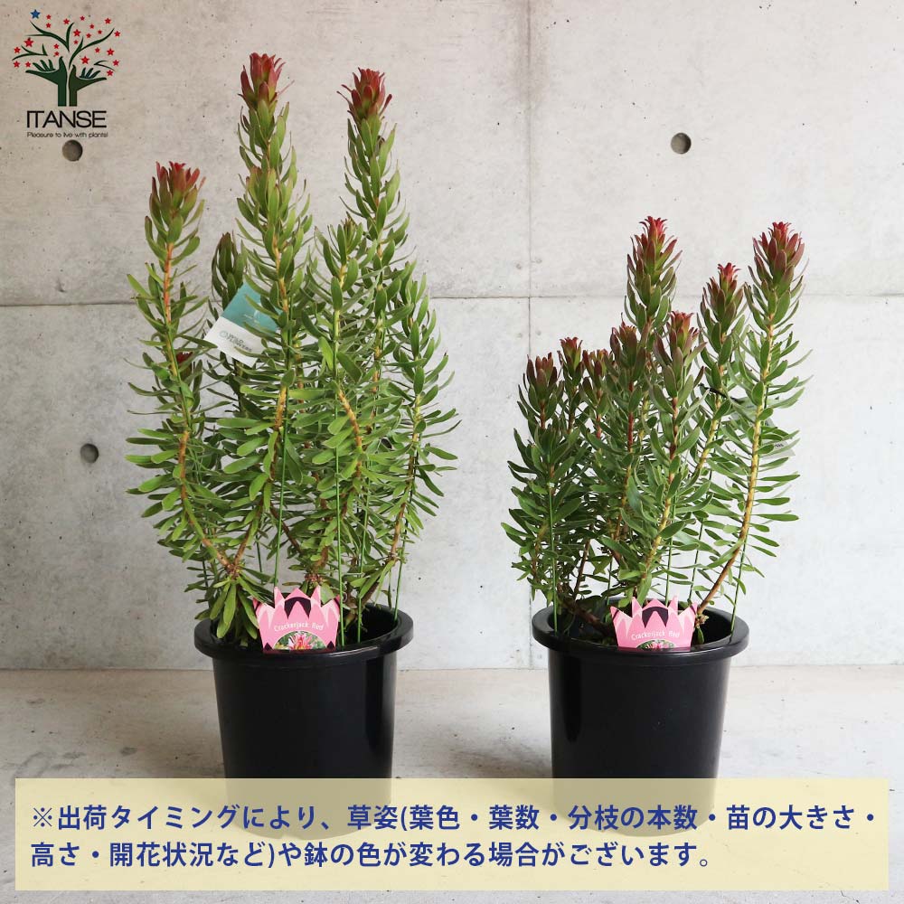 ミメティス・クラッカージャックレッド【庭木 8号鉢大苗／1個売り】