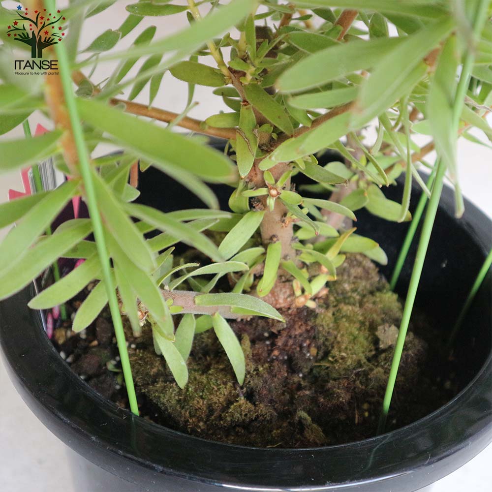 ミメティス・クラッカージャックレッド【庭木 8号鉢大苗／1個売り】