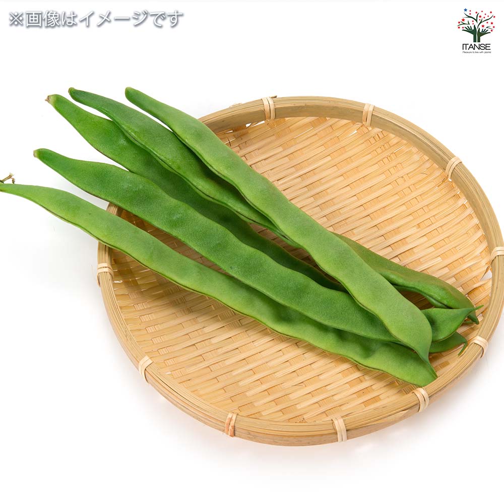 種子 ジャンボ平さやインゲン 【 約30ml／1袋売り】｜ 【植物の