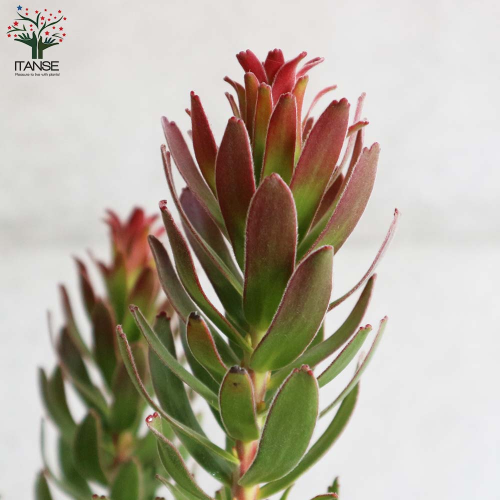 ミメティス・クラッカージャックレッド【庭木 8号鉢大苗／1個売り】