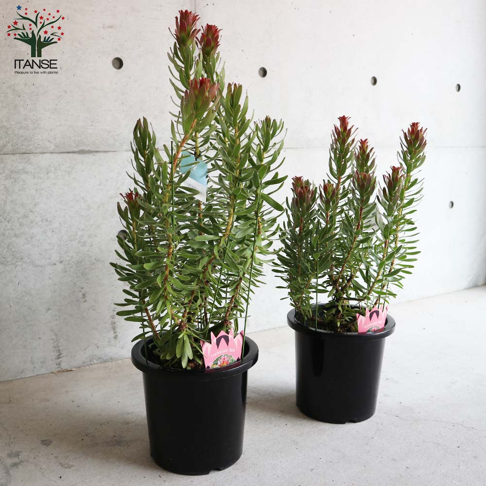 ミメティス・クラッカージャックレッド【庭木 8号鉢大苗／1個売り】