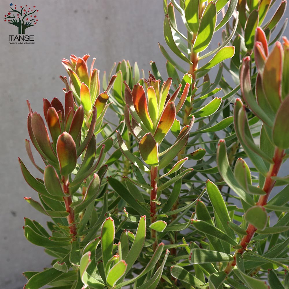 ミメティス・クラッカージャックレッド【庭木 8号鉢大苗／1個売り】