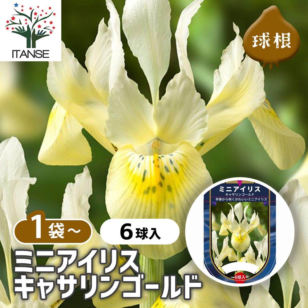 球根 ミニアイリス キャサリンゴールド(黄) 【花球根 6球】｜ 【植物の