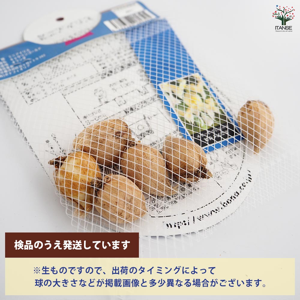 球根 ミニアイリス キャサリンゴールド(黄) 【花球根 6球】