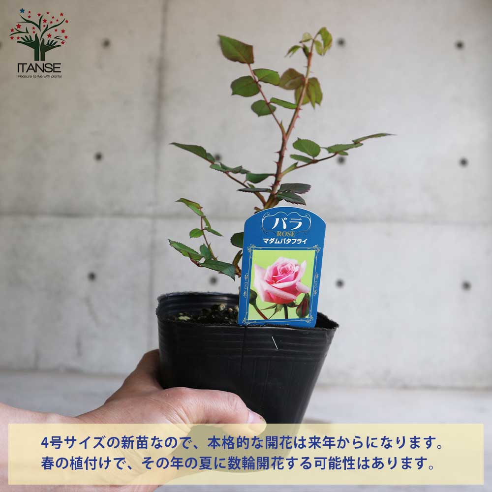 薔薇の苗 マダムバタフライ (四季咲きハイブリッドティーローズ)【花苗