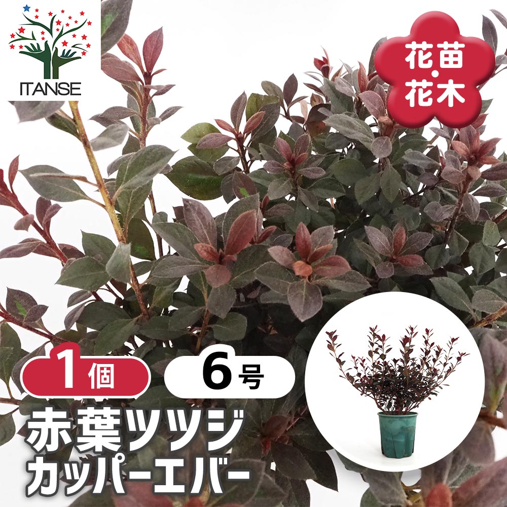 赤葉ツツジ カッパーエバー 【庭木 6号／1個売り】｜ 【植物の