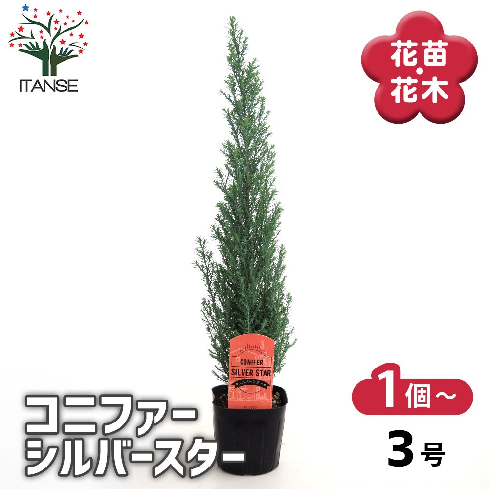 コニファー シルバースター 【庭木 3号】｜ 【植物のITANSE