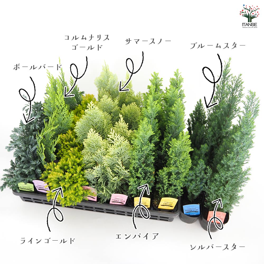 コニファー シルバースター 【庭木 3号】｜ 【植物のITANSE