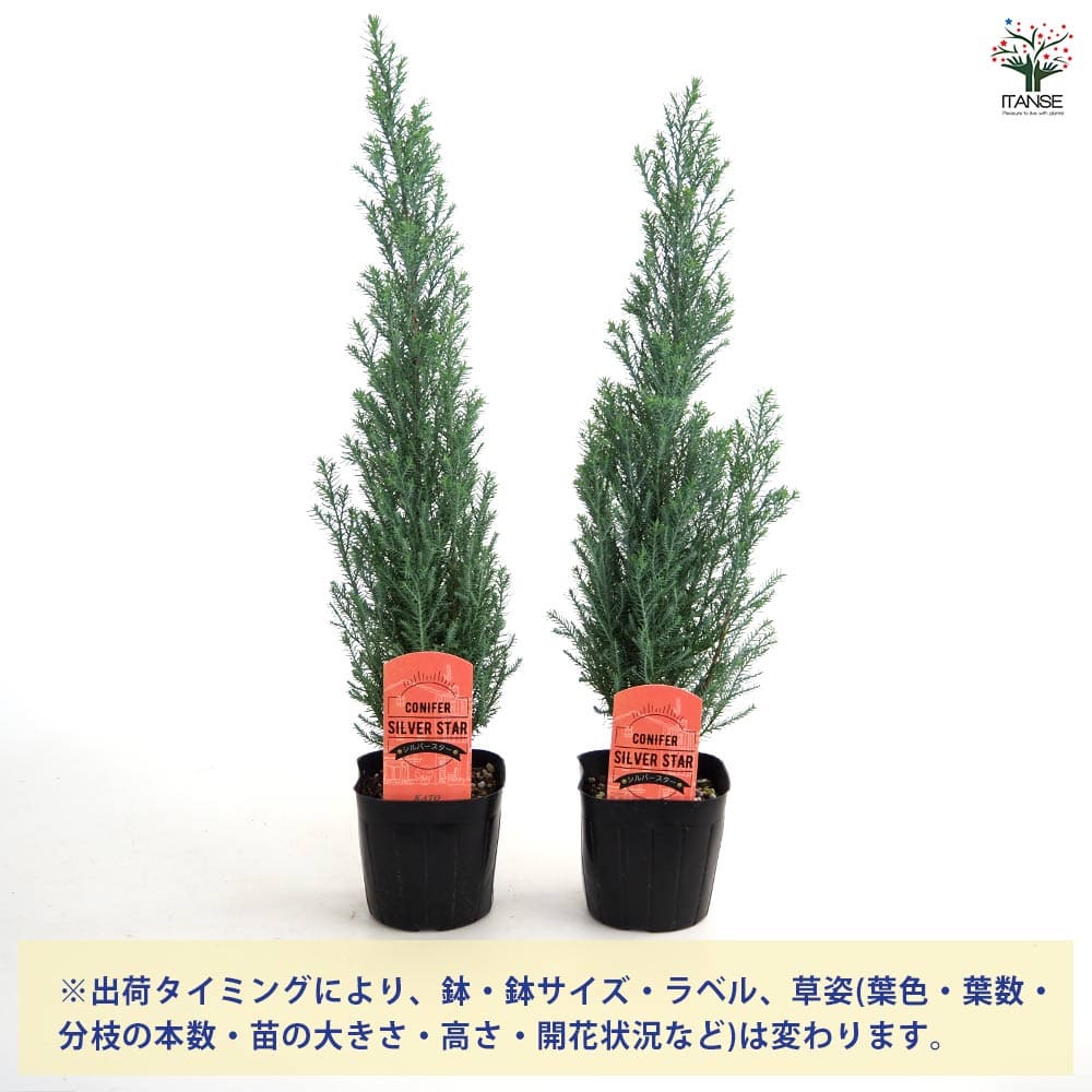 コニファー シルバースター 【庭木 3号】
