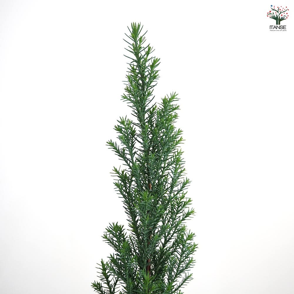 コニファー シルバースター 【庭木 3号】｜ 【植物のITANSE