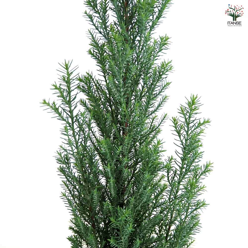 コニファー シルバースター 【庭木 3号】