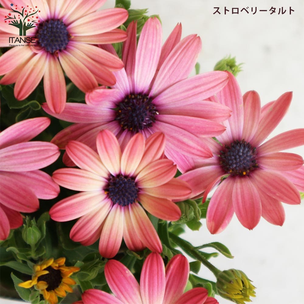 オステオスペルマム 5色セット 【花苗 3号／各1個合計5個】｜ 【植物の