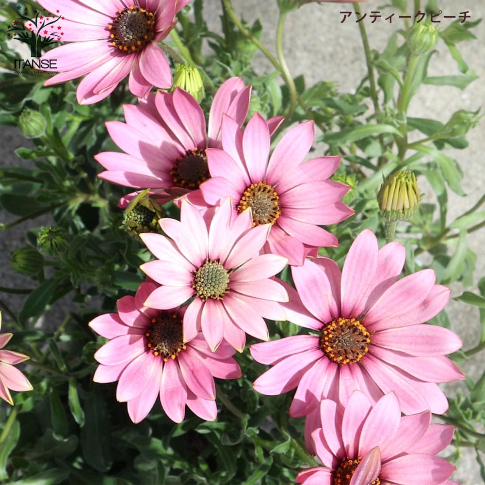 オステオスペルマム 5色セット 【花苗 3号／各1個合計5個】｜ 【植物の