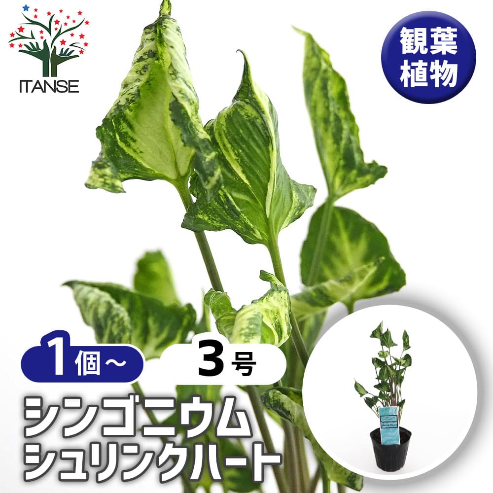 シンゴニューム(シンゴニウム) シュリンクハート 【観葉植物 3号