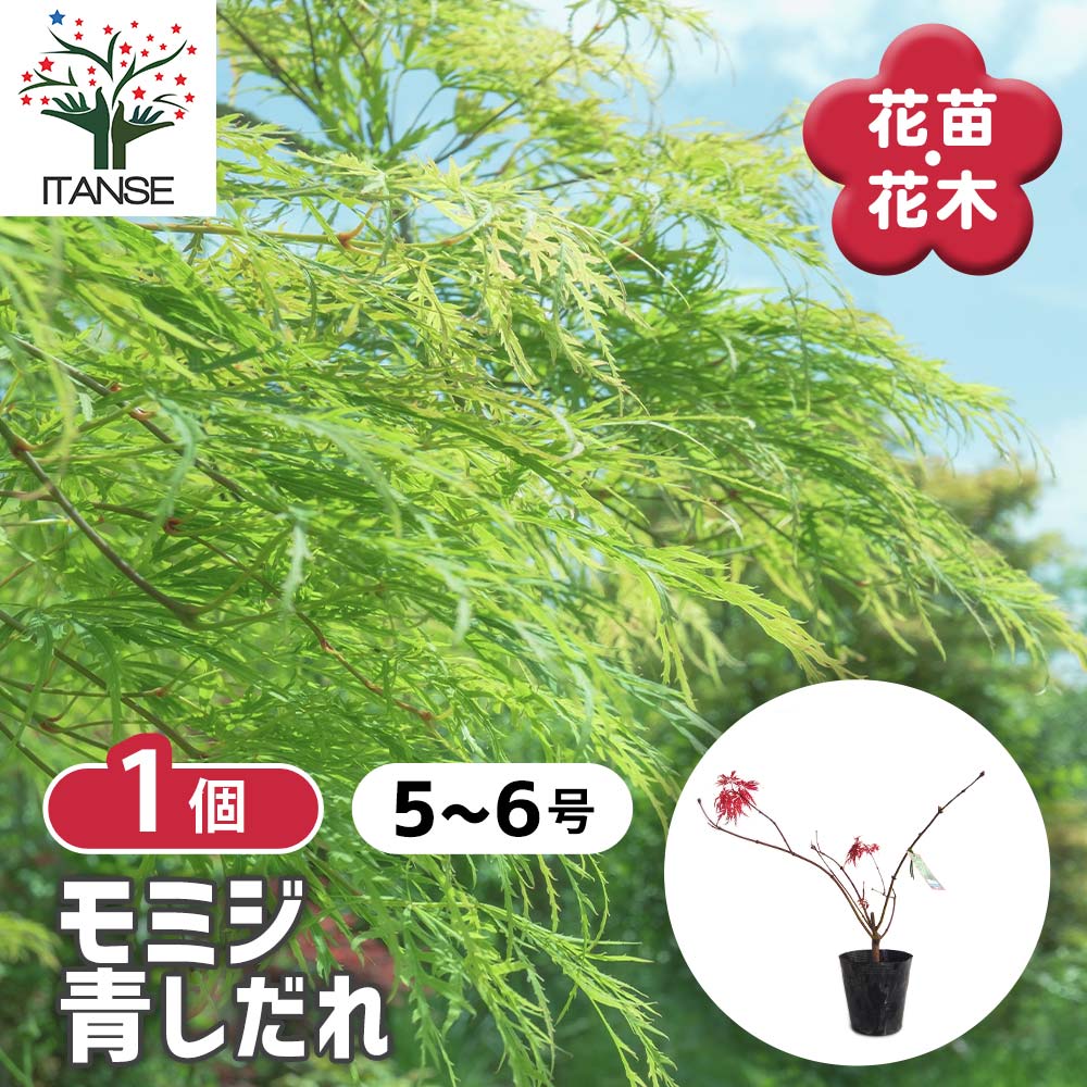 モミジ(カエデ)の苗木 青枝垂れ 【庭木 5号／1個売り】｜ 【植物の