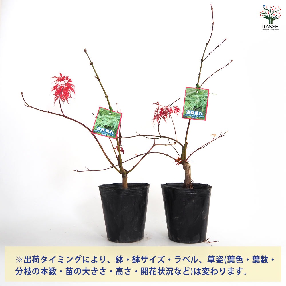 モミジ(カエデ)の苗木 青枝垂れ 【庭木 5号／1個売り】｜ 【植物の