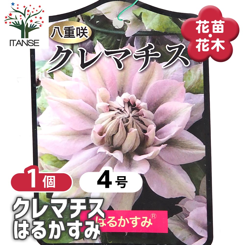 クレマチス はるかすみ 【花苗 4号／1個売り】｜ 【植物のITANSE