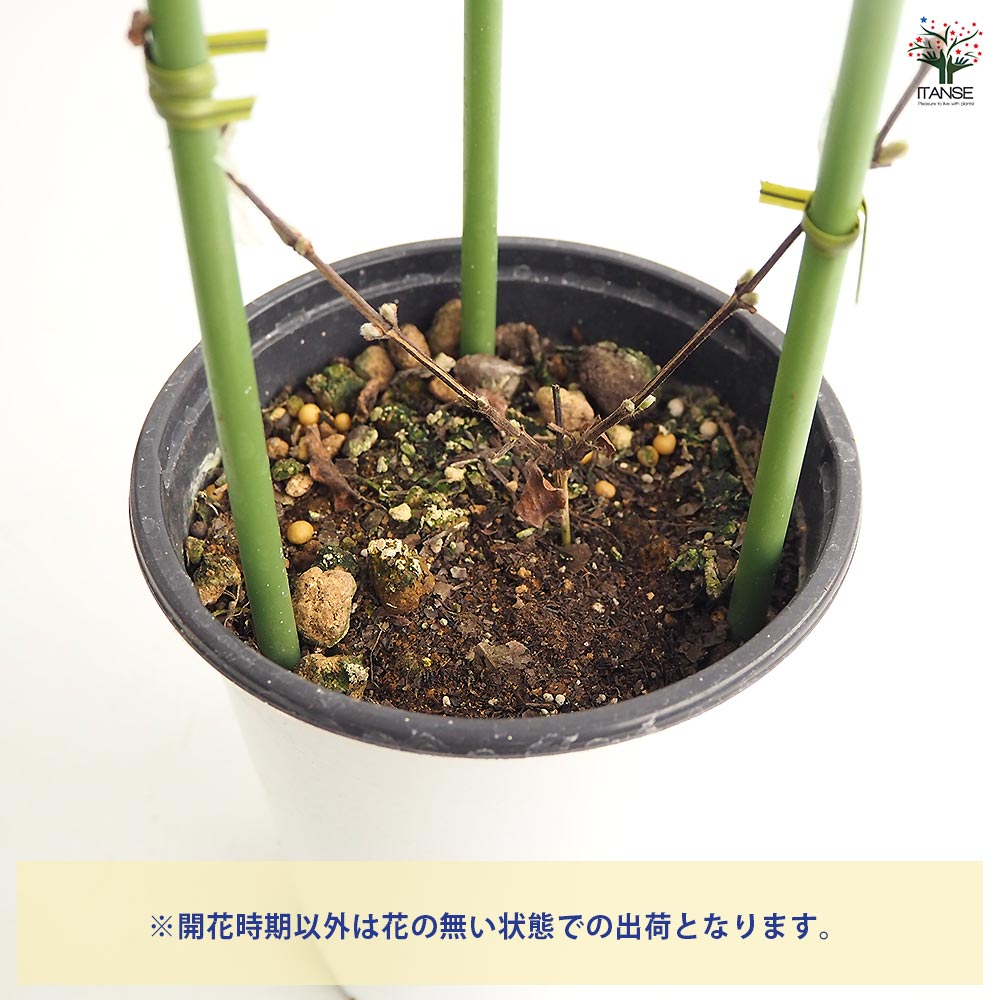 クレマチス はるかすみ 【花苗 4号／1個売り】｜ 【植物のITANSE