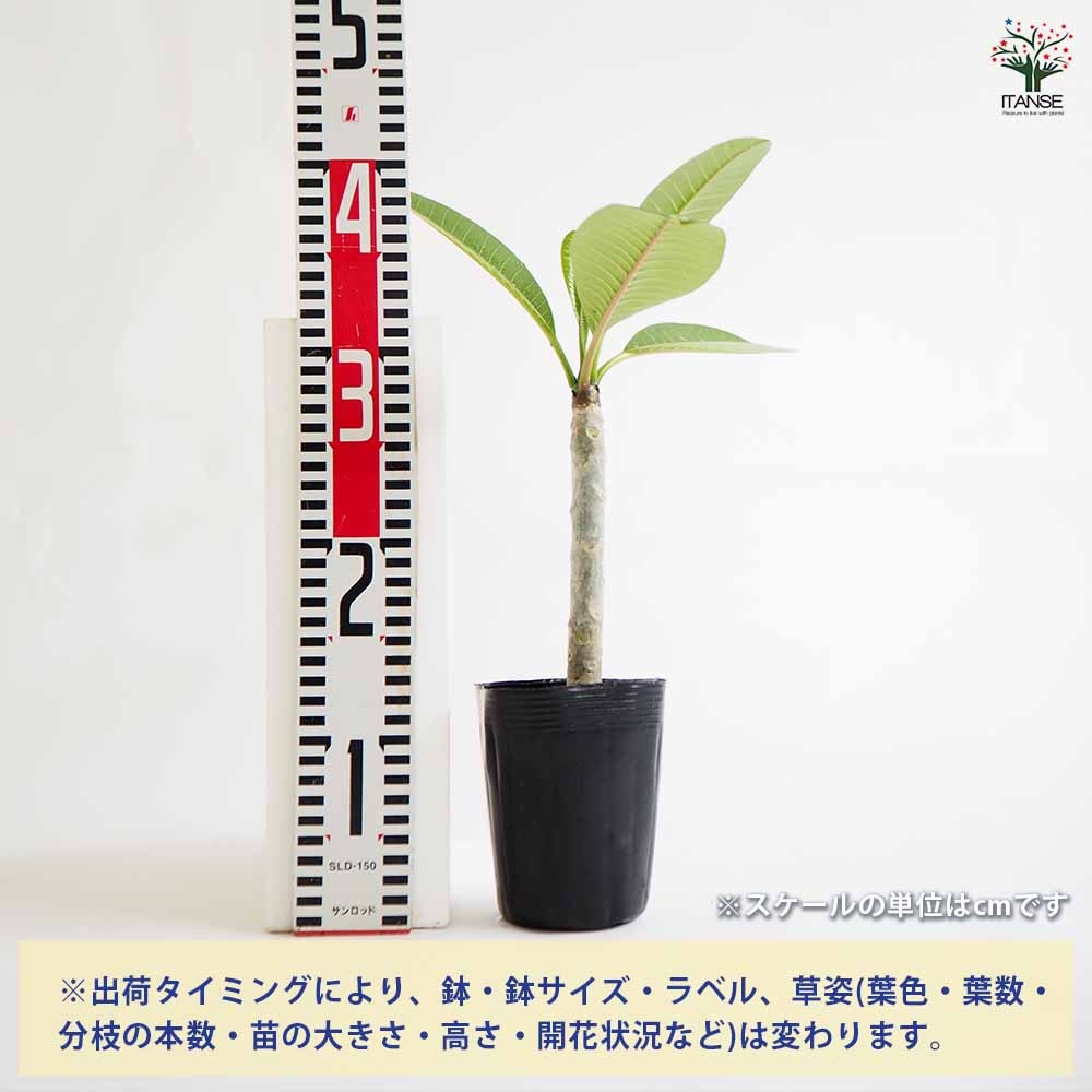 プルメリア ホワイト＆イエロー【庭木 3.5号鉢 熱帯花木苗／1個売り