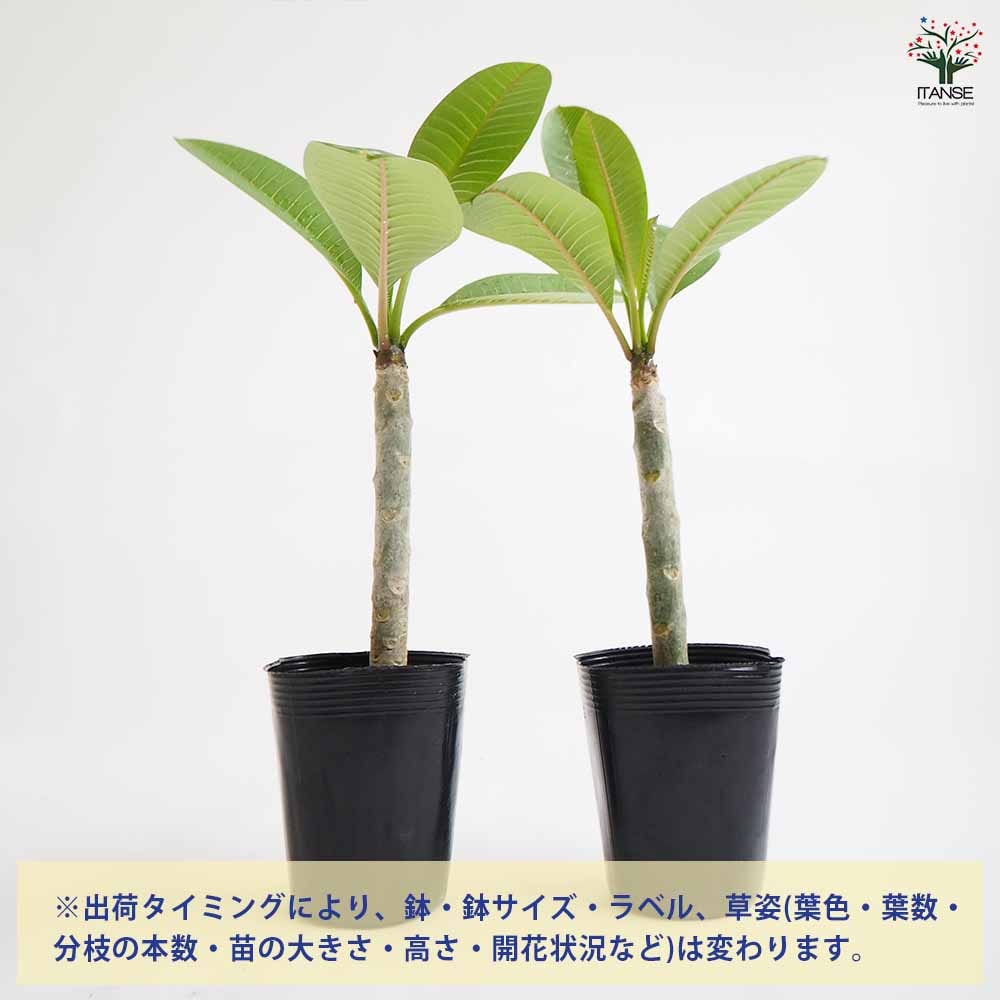 プルメリア ホワイト＆イエロー【庭木 3.5号鉢 熱帯花木苗／1個売り