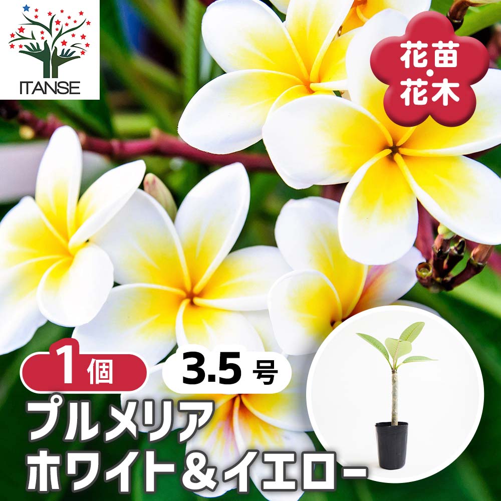 プルメリア ホワイト＆イエロー【庭木 3.5号鉢 熱帯花木苗／1個売り