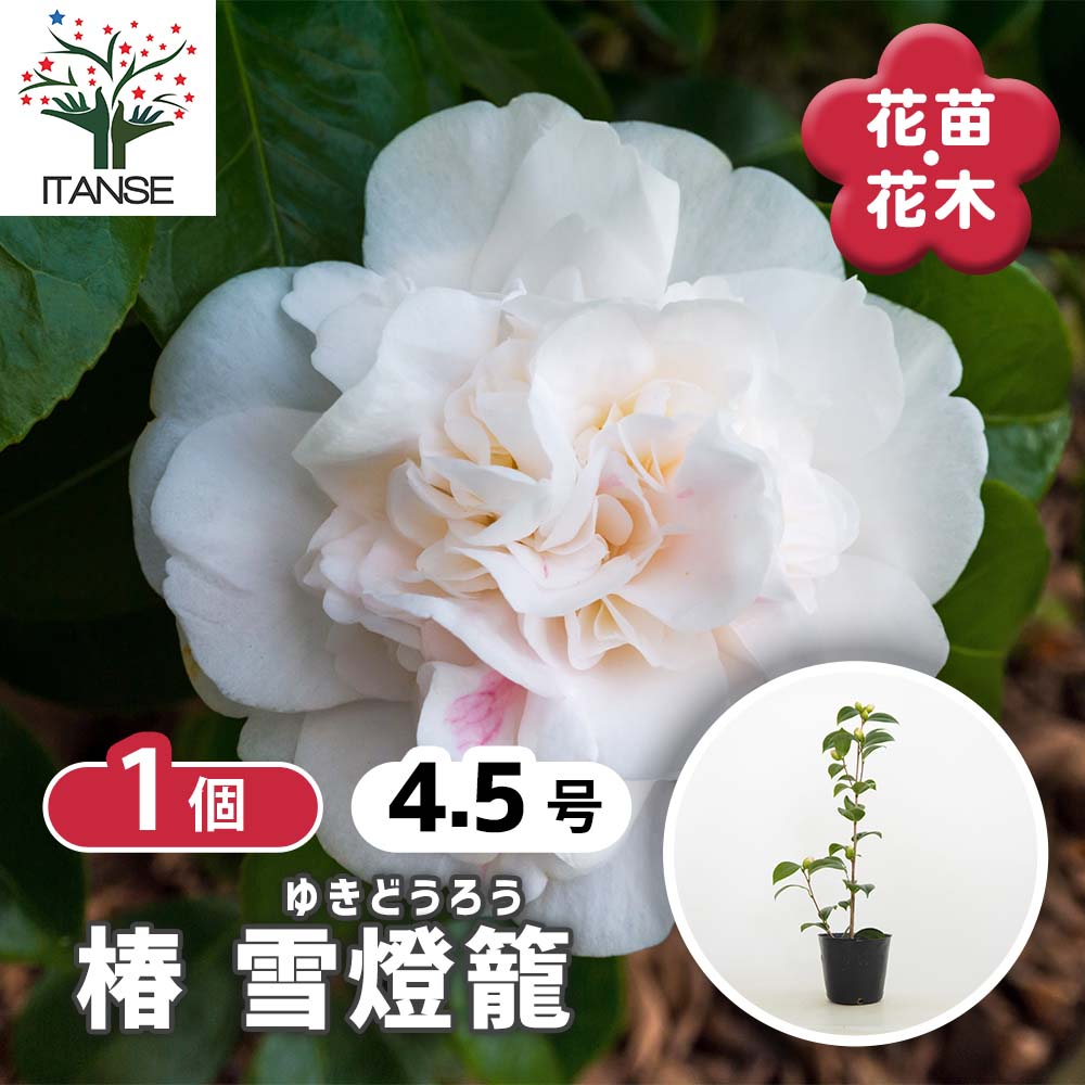 椿(ツバキ)の苗木 雪燈籠 【花木苗 4.5号／1個売り】｜ 【植物の
