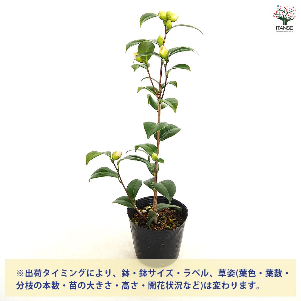 椿(ツバキ)の苗木 雪燈籠 【花木苗 4.5号／1個売り】｜ 【植物の