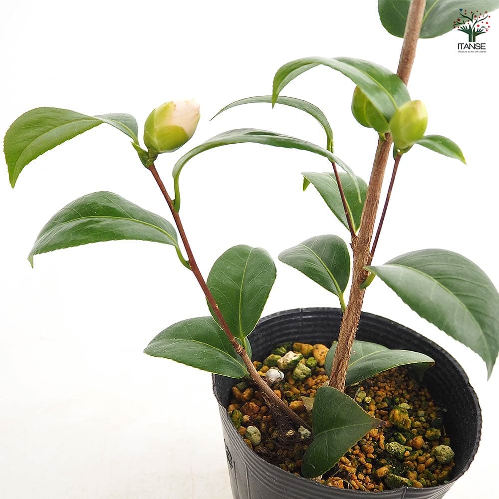 椿(ツバキ)の苗木 雪燈籠 【花木苗 4.5号／1個売り】｜ 【植物の