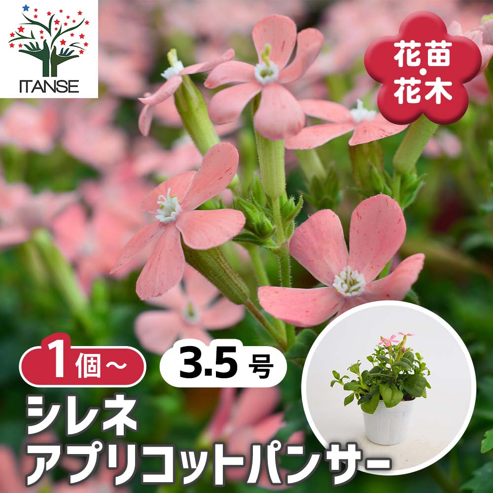 シレネ アプリコットパンサー 【花苗 3.5号】｜ 【植物のITANSE