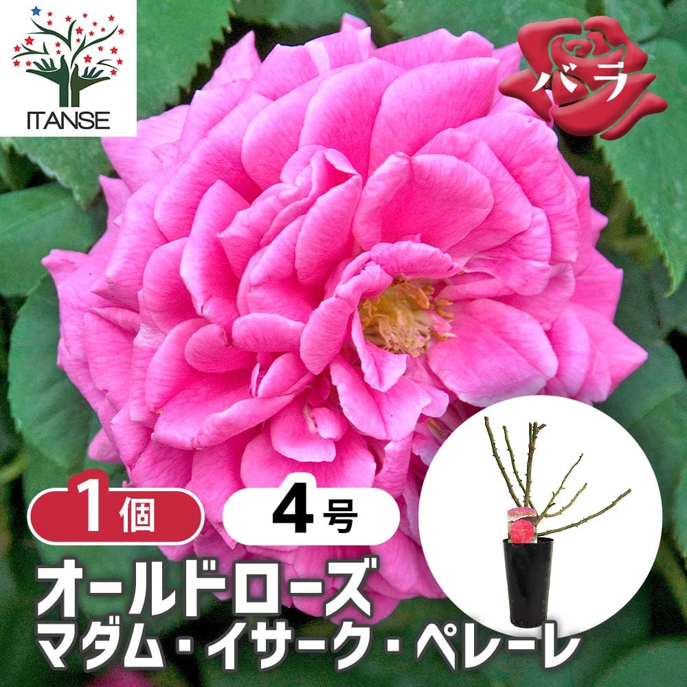 薔薇 マダム イサーク ペレーレ 接木苗【花苗 4号／1個売り】｜ 【植物