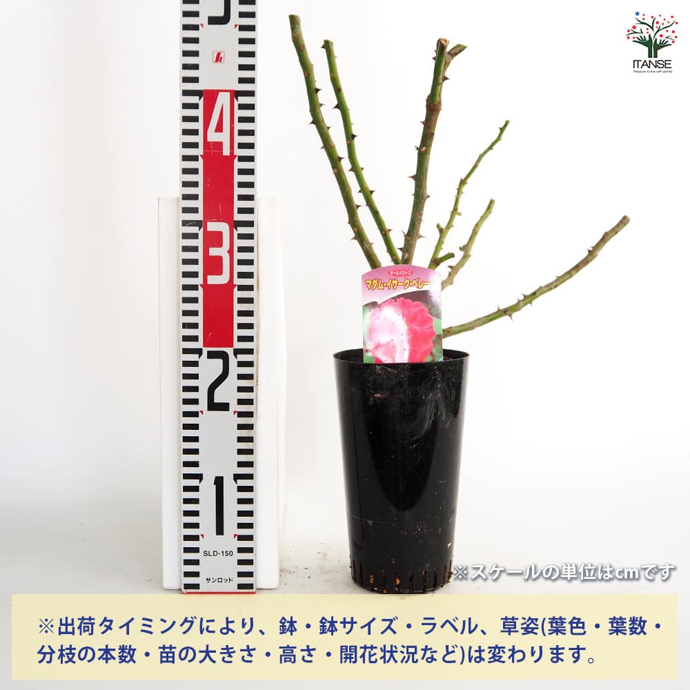 薔薇 マダム イサーク ペレーレ 接木苗【花苗 4号／1個売り】｜ 【植物