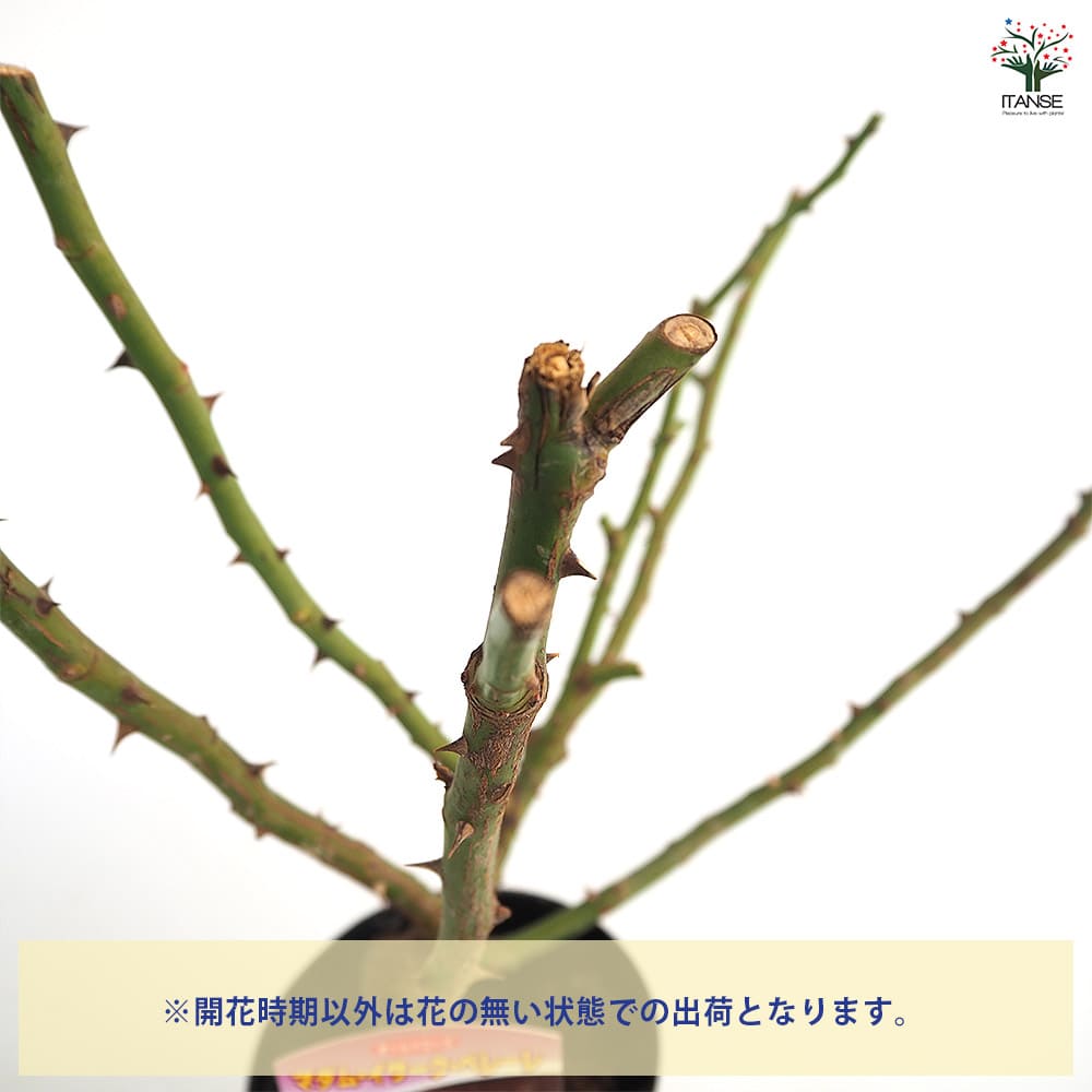 薔薇 マダム イサーク ペレーレ 接木苗【花苗 4号／1個売り】｜ 【植物