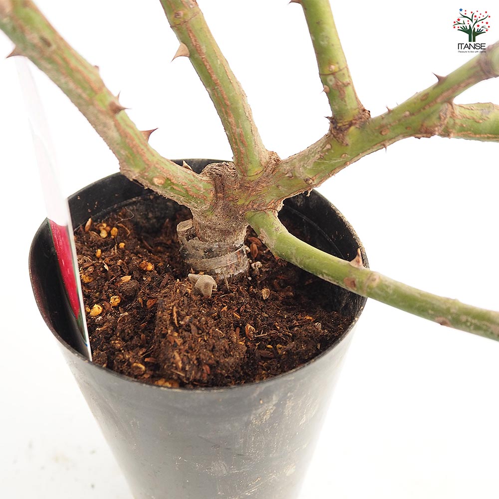 薔薇 マダム イサーク ペレーレ 接木苗【花苗 4号／1個売り】｜ 【植物
