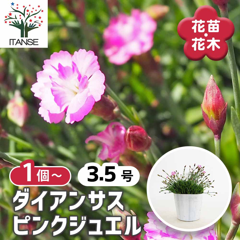 ダイアンサス ピンクジュエル 【花苗 3.5号】｜ 【植物のITANSE
