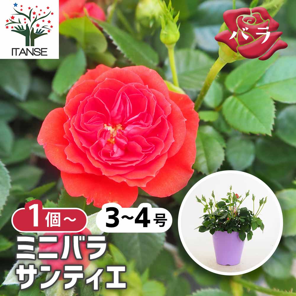 ミニ薔薇 サンティエ 【花木苗 3.5号】｜ 【植物のITANSE】全品