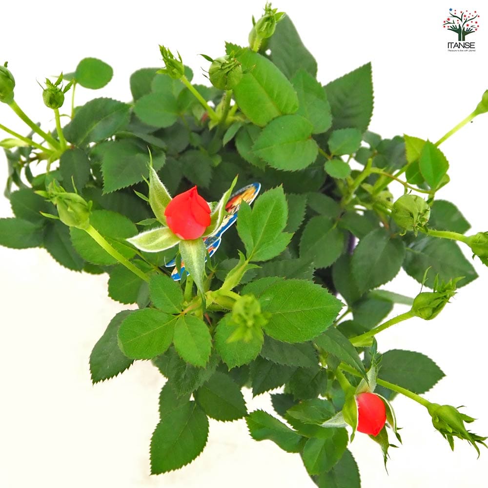 ミニ薔薇 サンティエ 【花木苗 3.5号】｜ 【植物のITANSE】全品