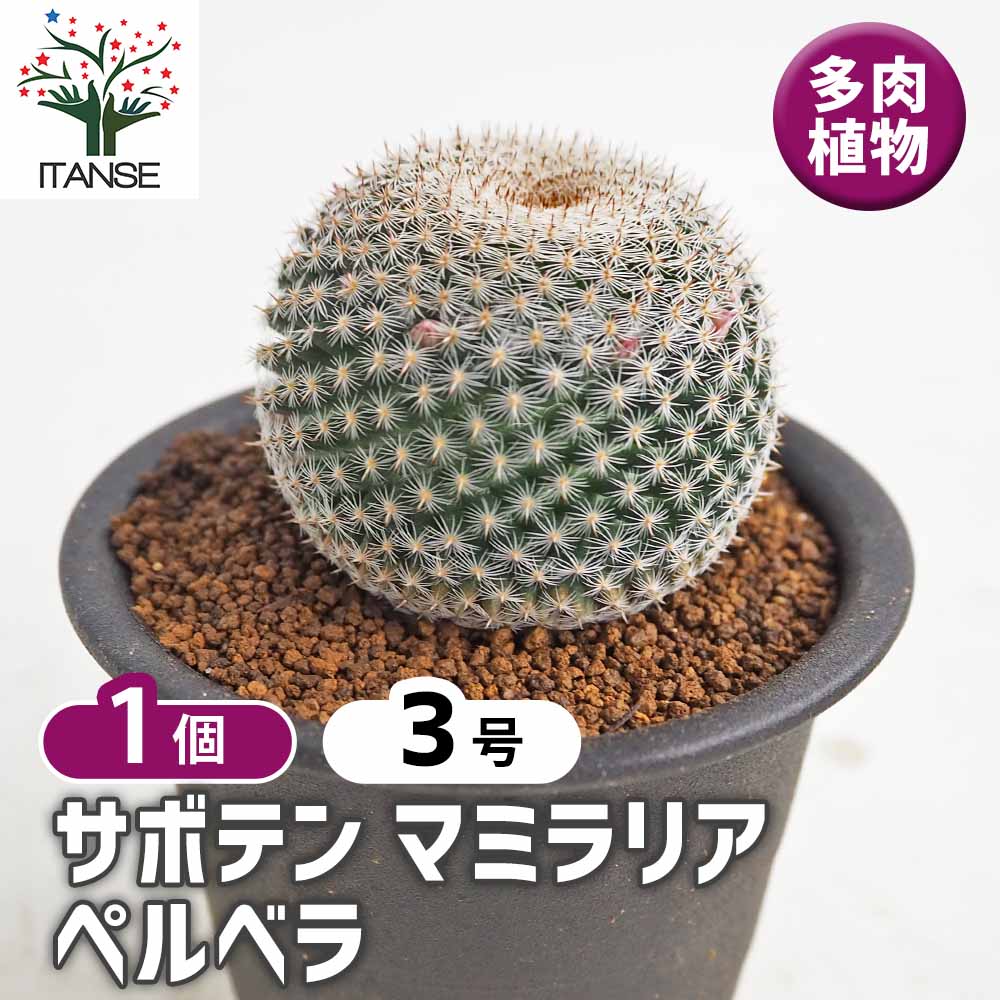 サボテン マミラリア ペルベラ 【多肉植物 3号／1個売り】｜ 【植物の