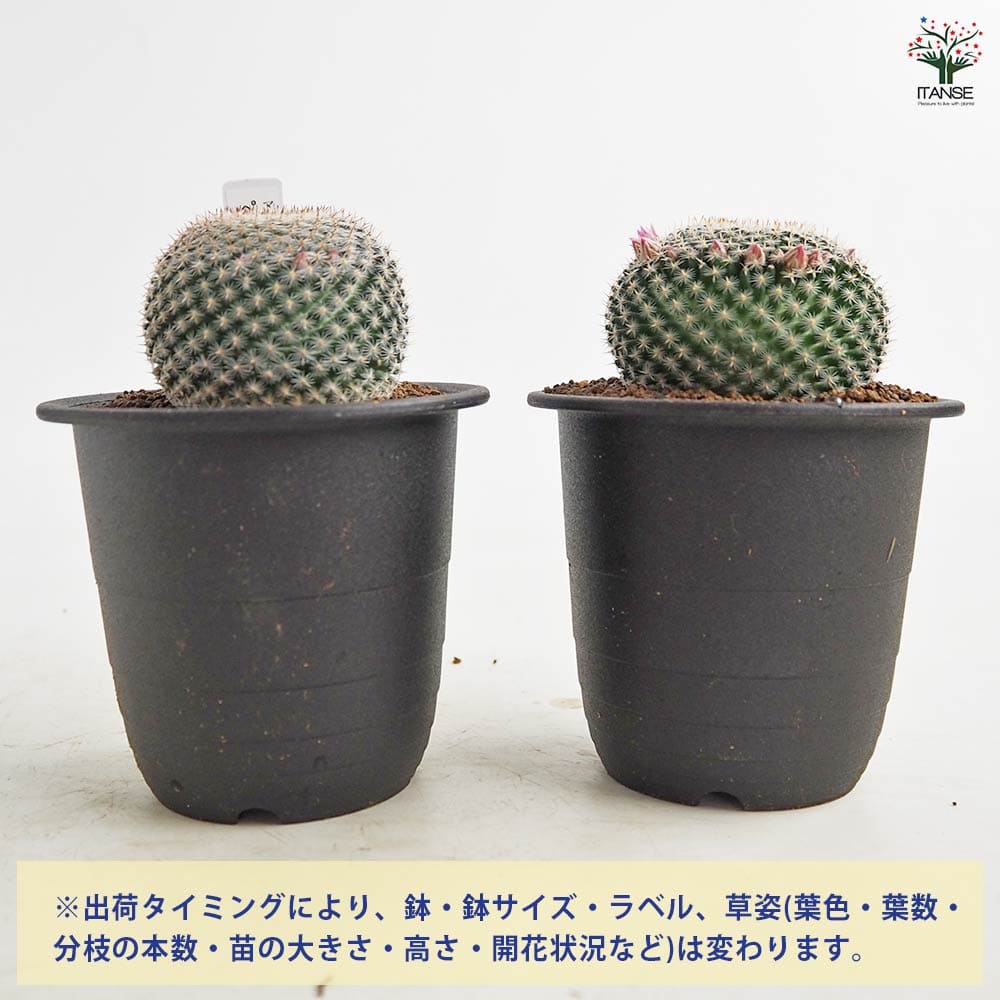 サボテン マミラリア ペルベラ 【多肉植物 3号／1個売り】｜ 【植物の