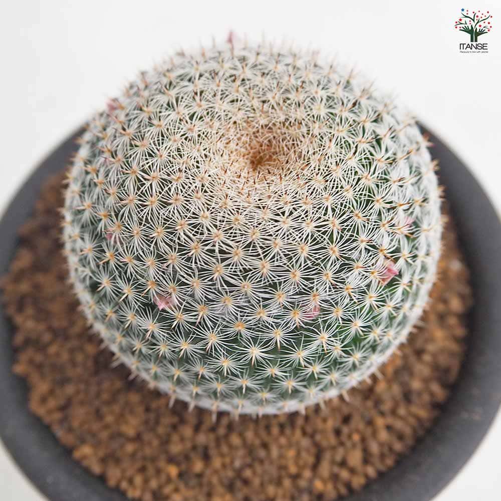 サボテン マミラリア ペルベラ 【多肉植物 3号／1個売り】｜ 【植物の