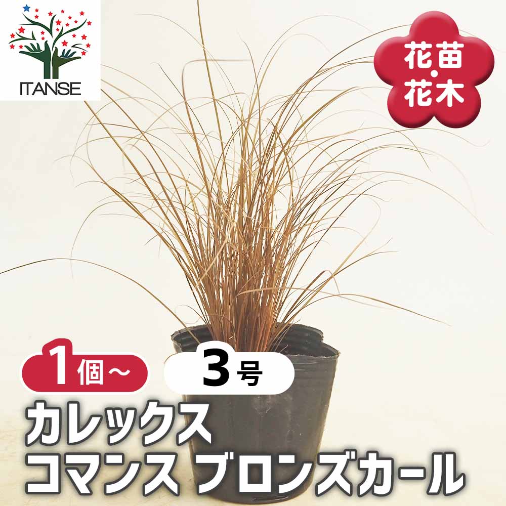 カレックス コマンス ブロンズカール 【花苗 3号】｜ 【植物の 