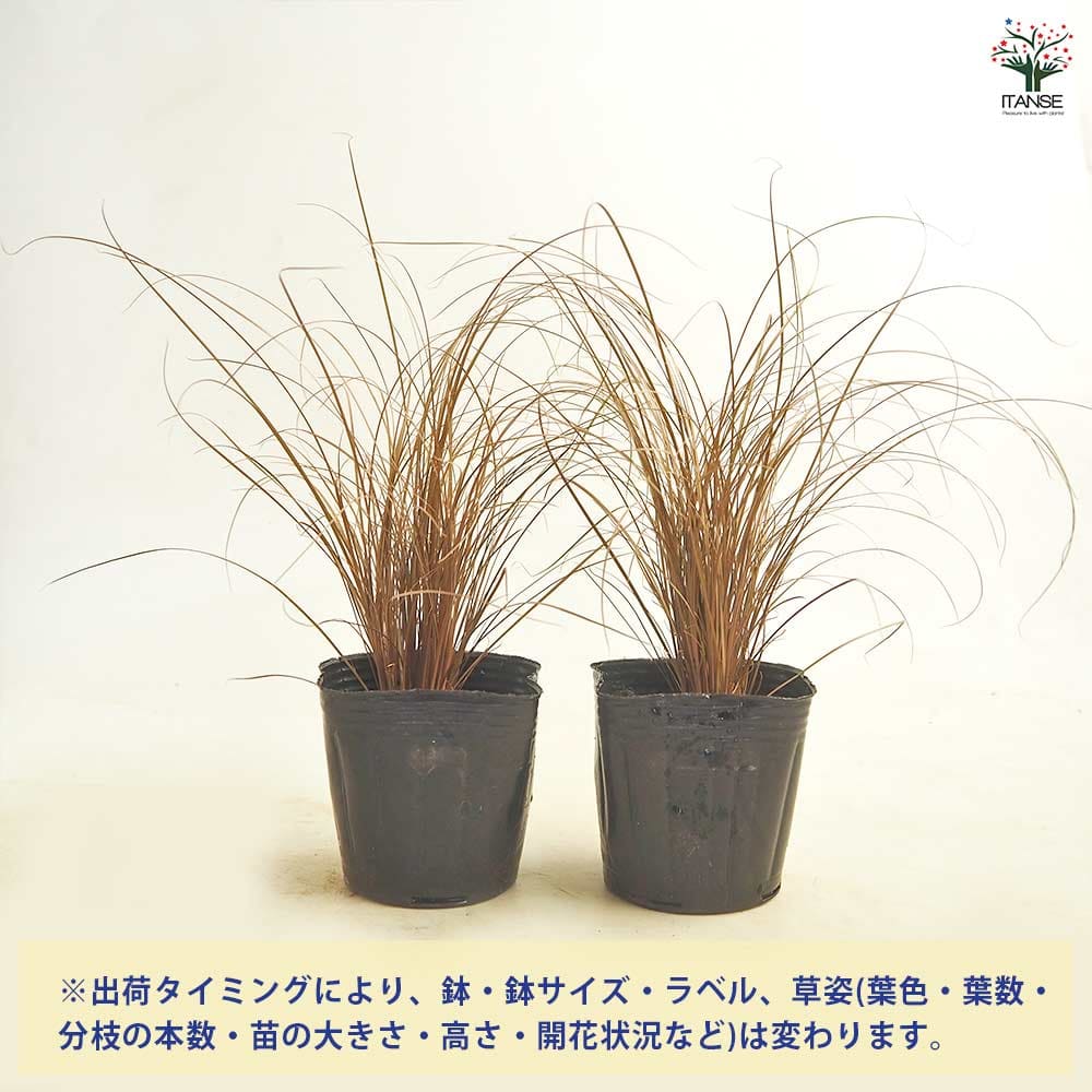 カレックス コマンス ブロンズカール 【花苗 3号】
