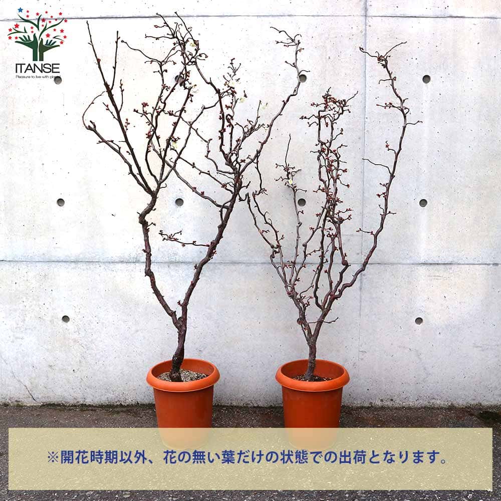 雲竜梅(ウンリュウバイ) 【庭木 8号鉢／1個売り】｜ 【植物の