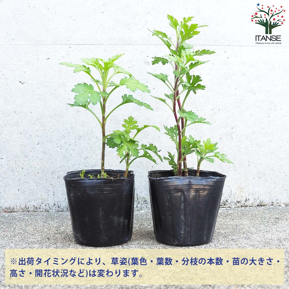 夏菊 浮舟【花苗 3号ポット／お買い得2個セット】｜ 【植物の