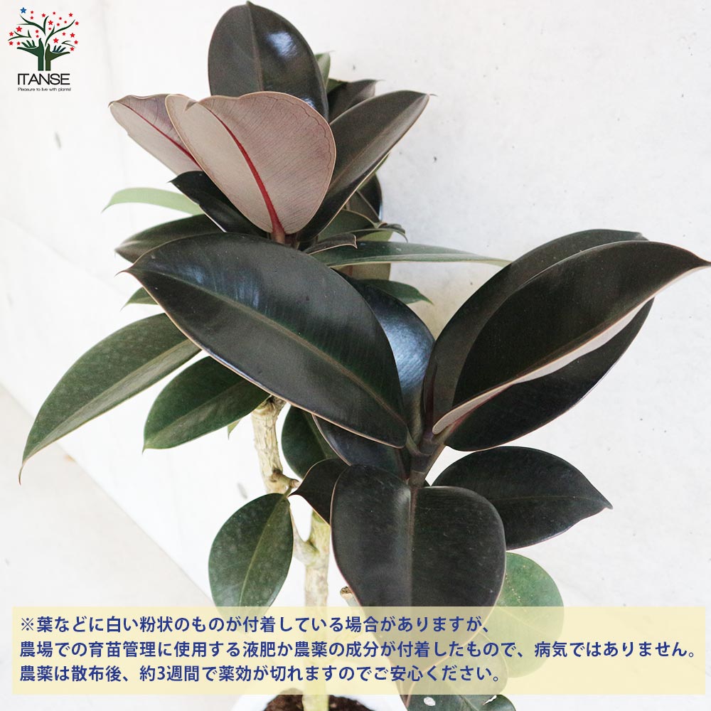 フィカス エラスティカ・メラニー(ゴムの木の仲間)【観葉植物 6号鉢／1