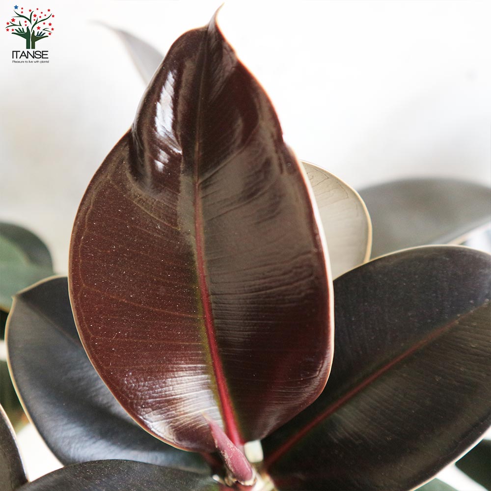 フィカス エラスティカ・メラニー(ゴムの木の仲間)【観葉植物 6号鉢／1