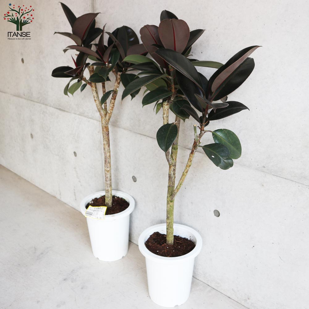 フィカス エラスティカ・メラニー(ゴムの木の仲間)【観葉植物 6