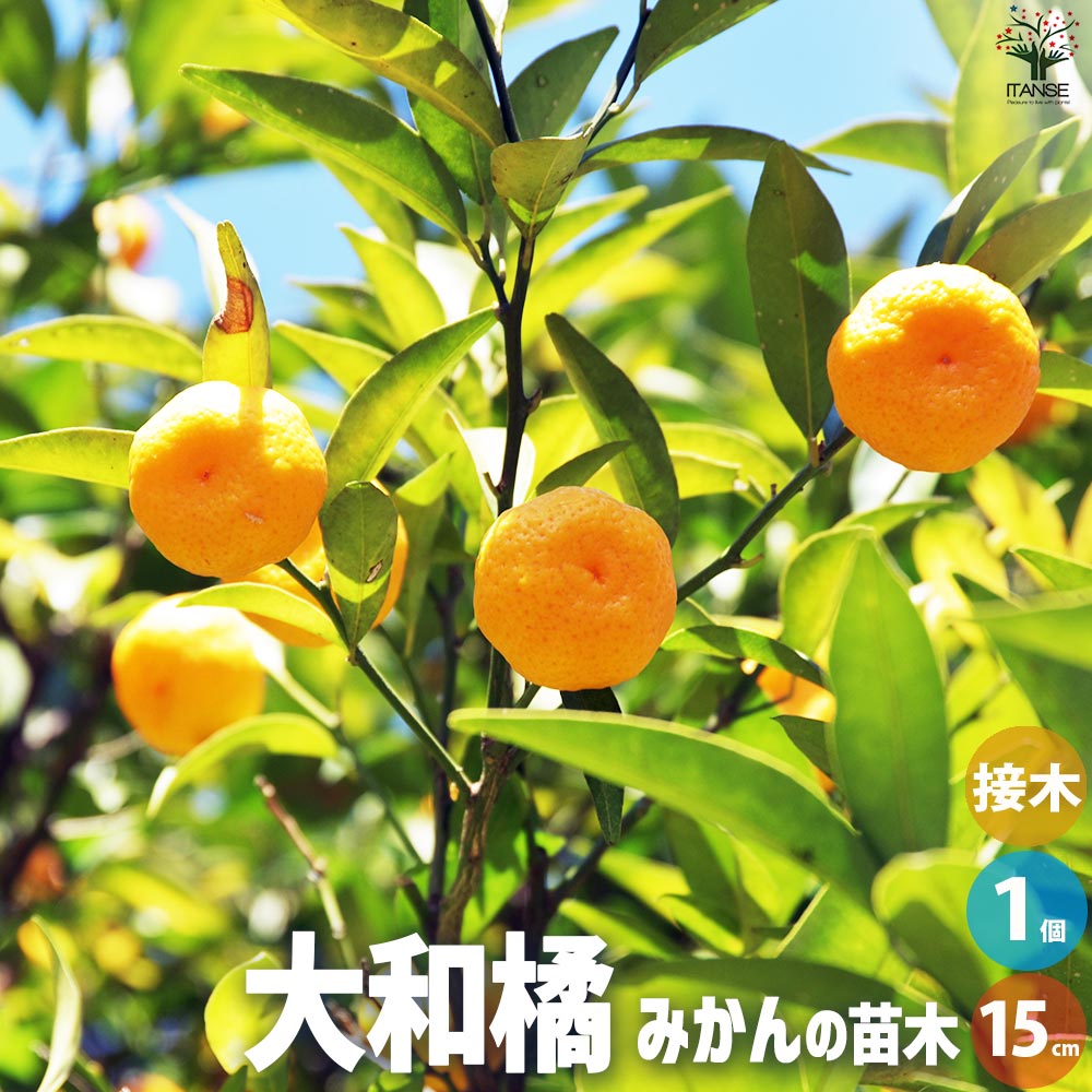 柑橘の苗 大和橘(ヤマトタチバナ)【果樹苗／15cmポット接木苗／1個売り】