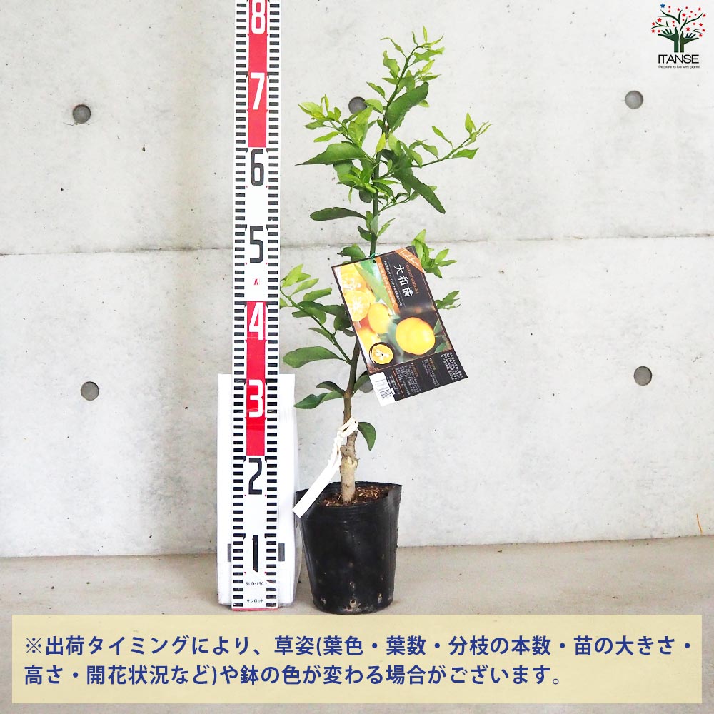 柑橘の苗 大和橘(ヤマトタチバナ)【果樹苗／15cmポット接木苗／1個売り】
